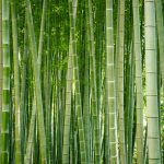 work in progress, sustainability post about bamboo, picture shows a crop of tall bamboo plants